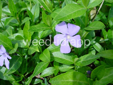 periwinkle, common
